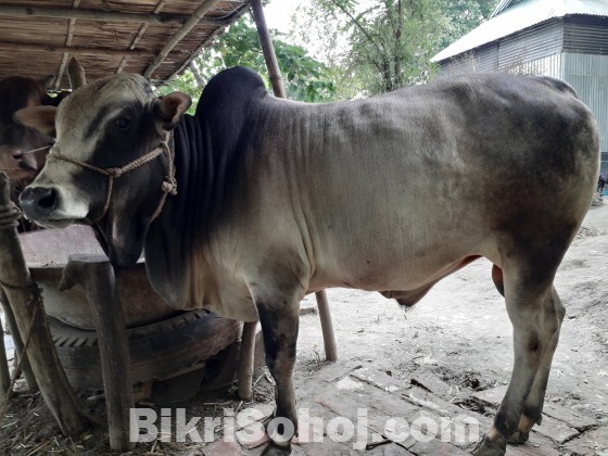 দেশি জাতের কোরবানির গরু